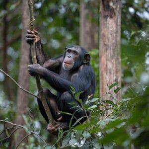  Uganda wildlife safaris low cost
