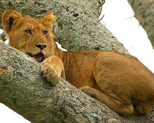 Queen Elizabeth budget safari