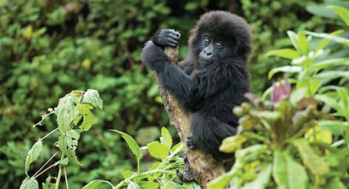 Bwindi budget safari