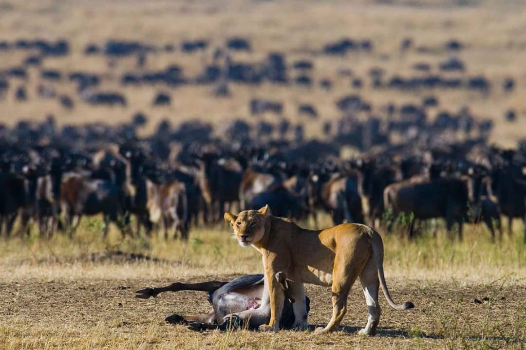 cheap Masai Mara safari