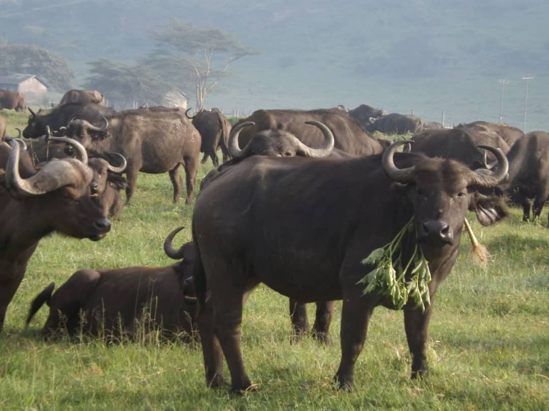 Kenya group budget safaris