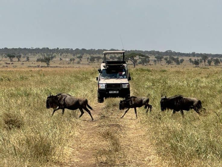 Tanzania camping safaris