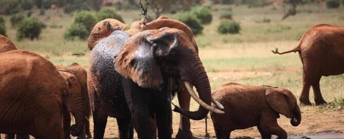 East Africa budget safaris
