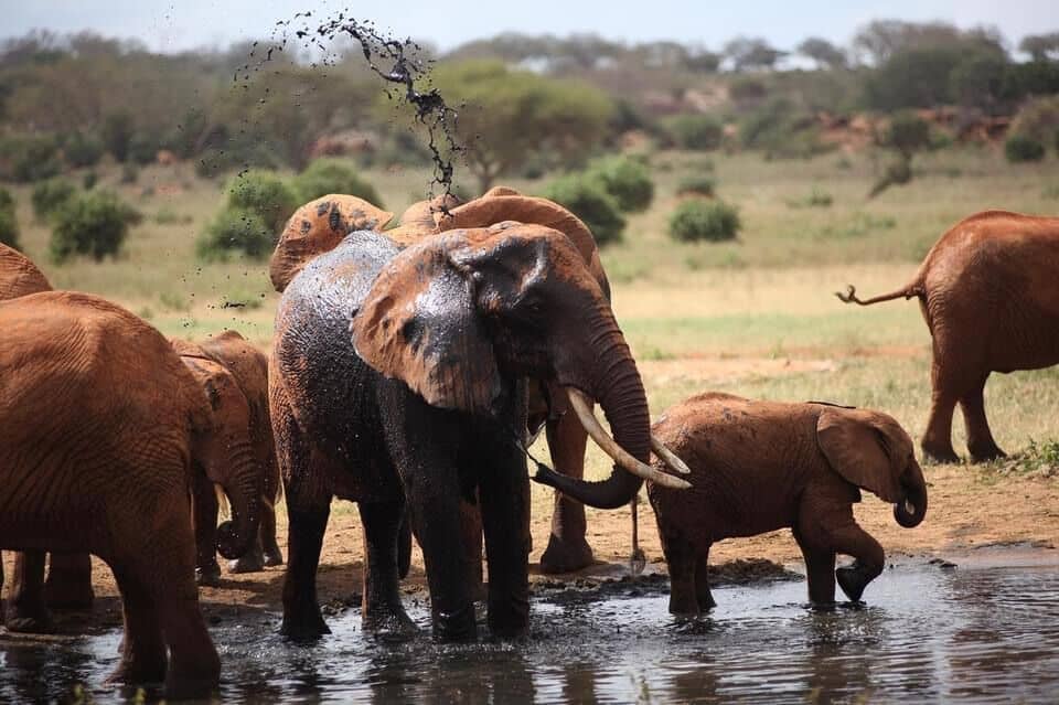 East Africa budget safaris