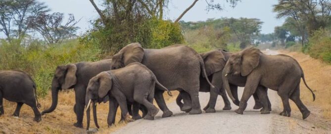 cheap East Africa safari packages