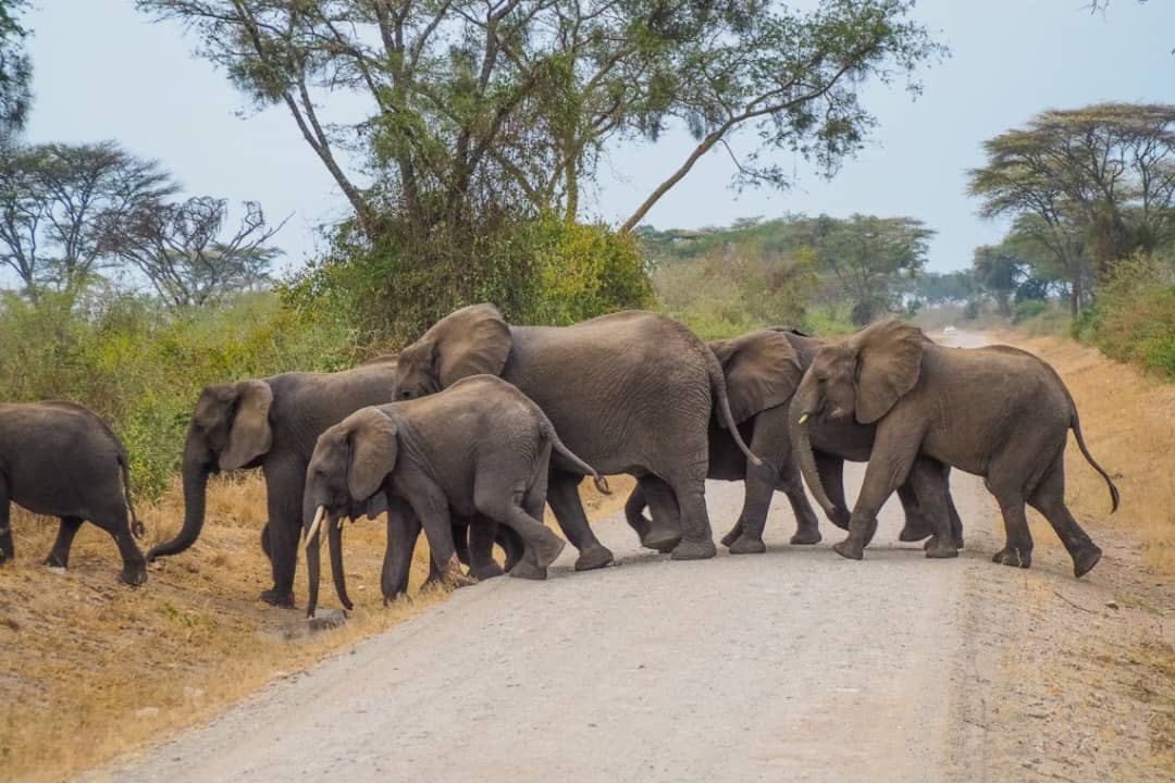 cheap East Africa safari packages