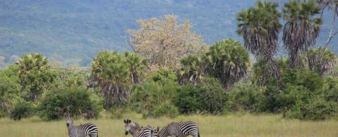 budget safari tour operators