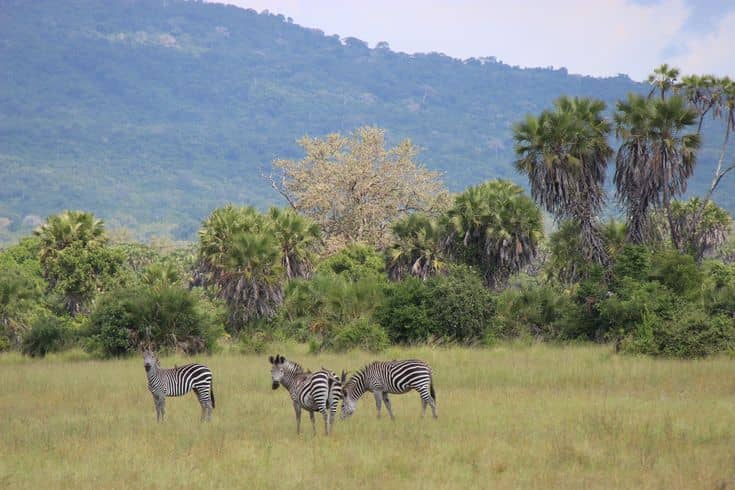 budget safari tour operators