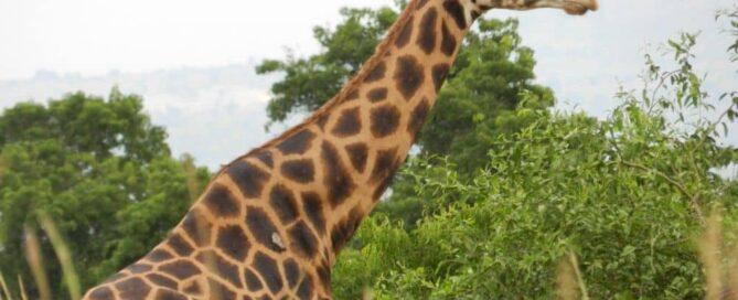 safari Africa on a budget
