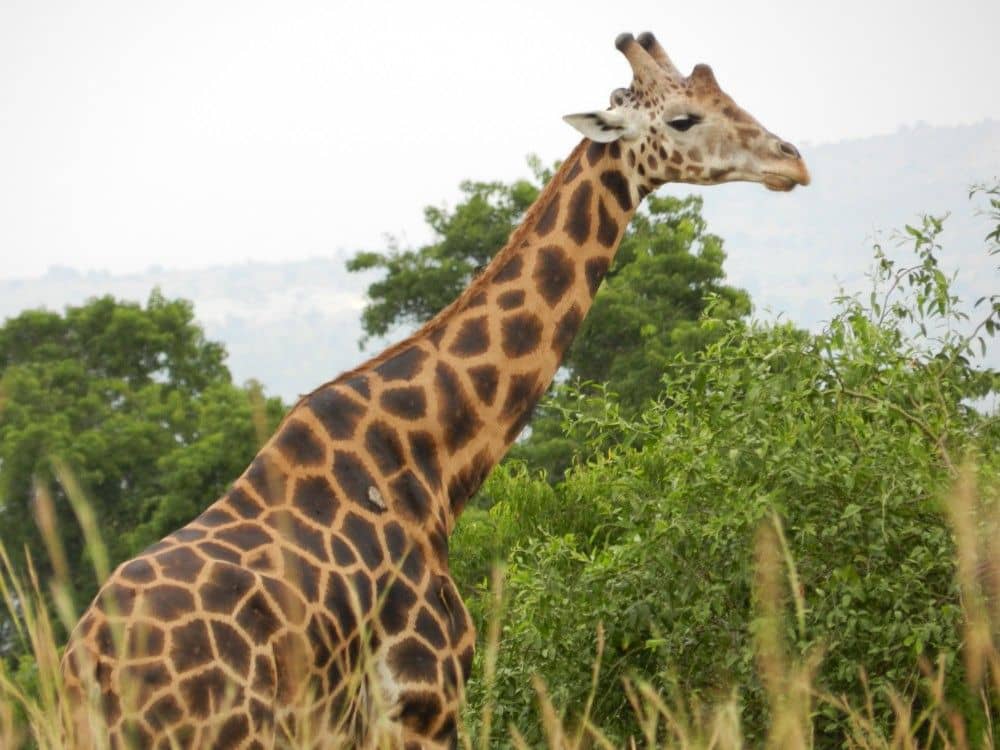 safari Africa on a budget