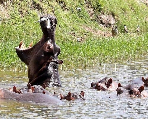 family budget safari Africa