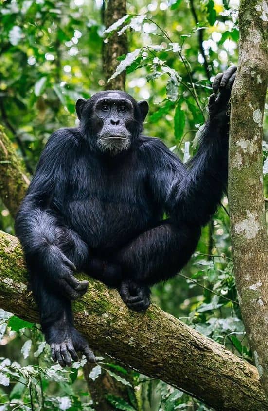Chimpanzee trekking Uganda