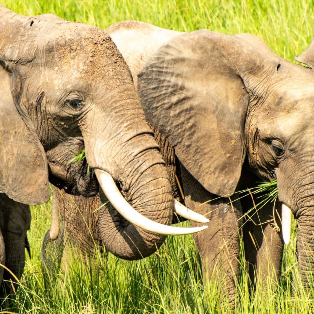 best time to visit Uganda for safari