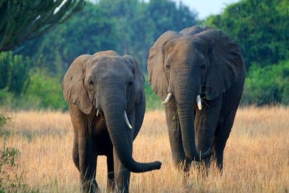 Queen Elizabeth National Park wildlife