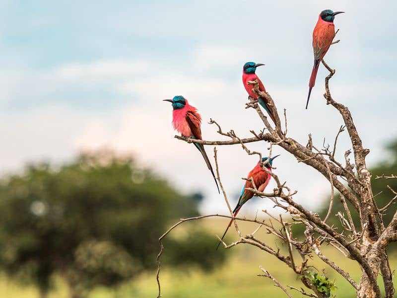 Uganda birdwatching tours