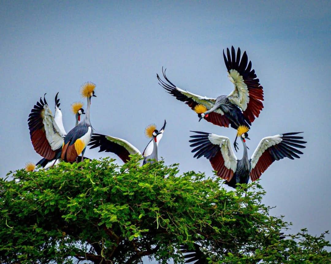 Uganda birdwatching tours