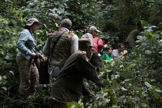Bwindi Impenetrable Forest safaris
