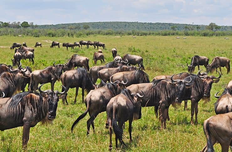 Masai Mara migration safari