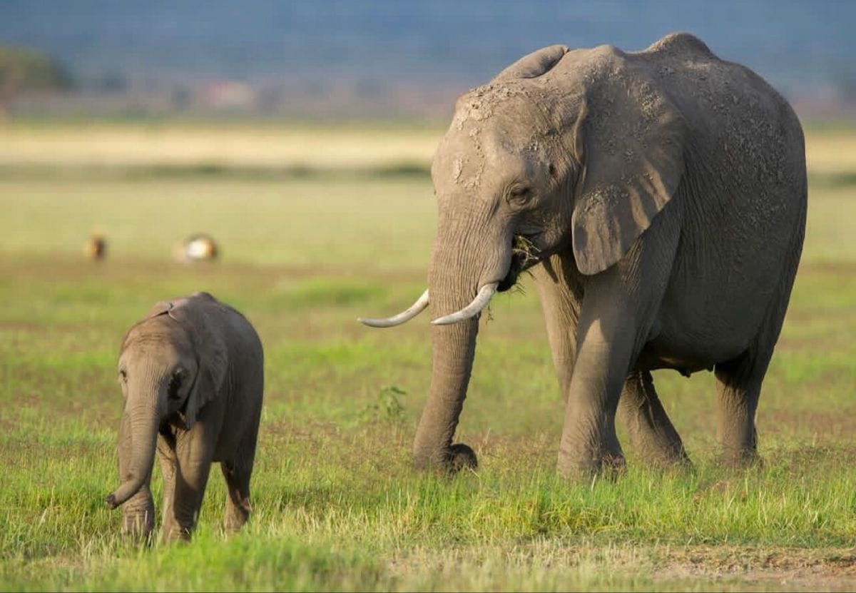 Amboseli National Park elephant safari