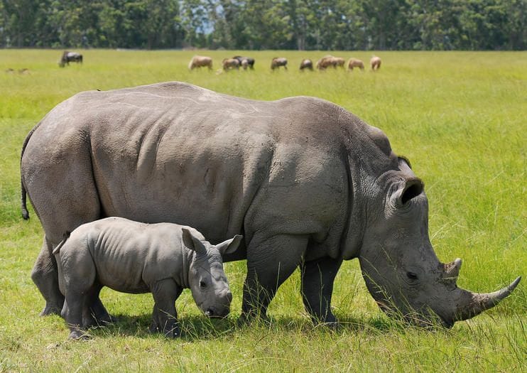 Big Five safari in Kenya