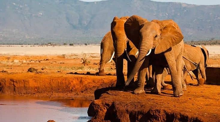 Tsavo National Park safari tours