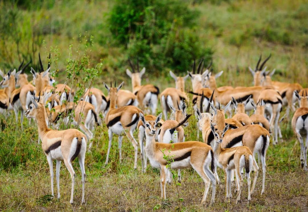 photographic safaris in Kenya