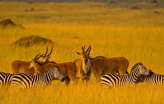 affordable Kenya safari deals