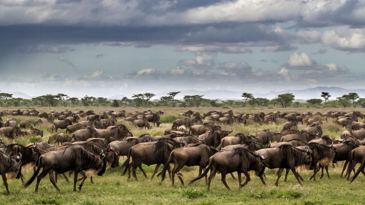 Serengeti migration safari