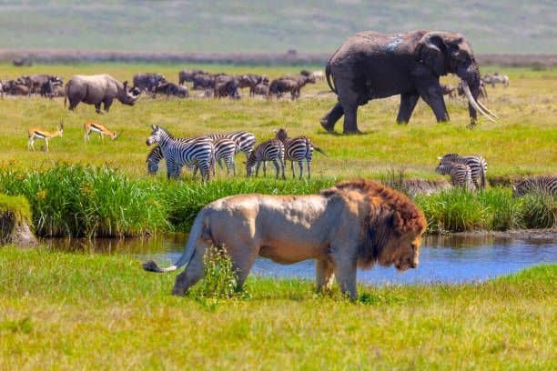 Ngorongoro Crater tours