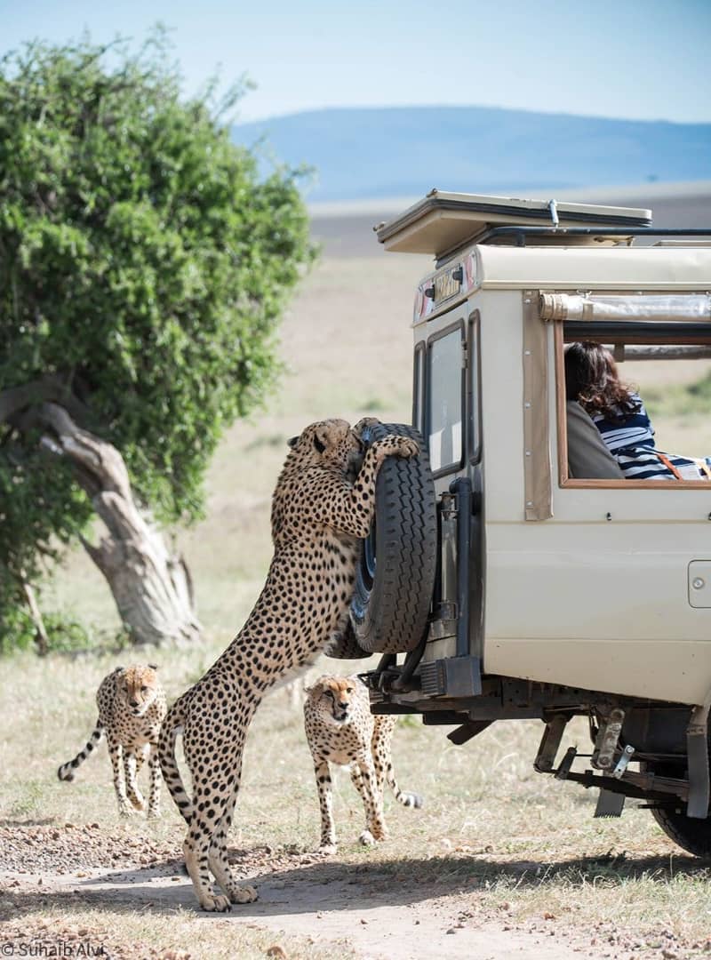Tanzania Big Five safaris