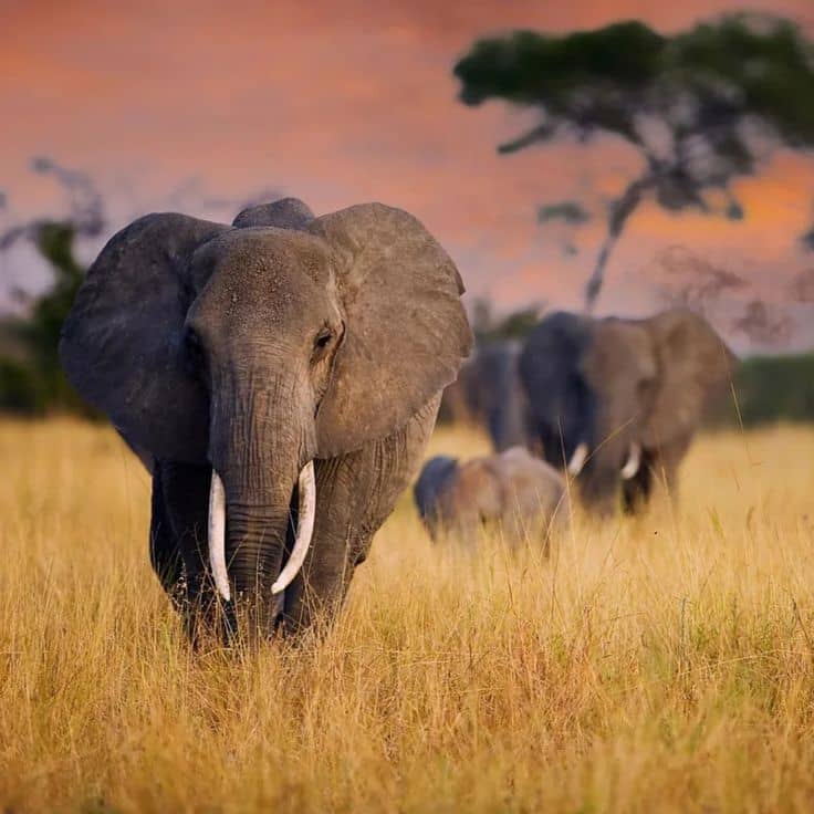 Tarangire National Park wildlife safari