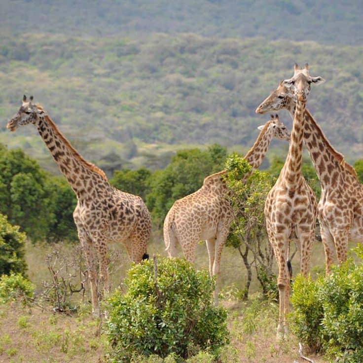 best time for Serengeti safari