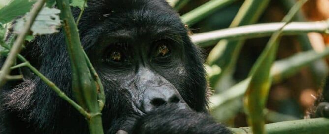 Ultimate Guide to Fly-in Gorilla Trekking in Uganda