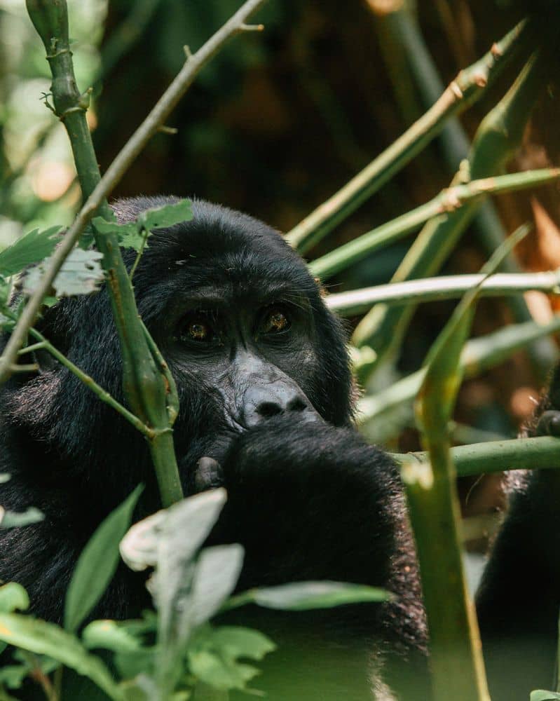 Ultimate Guide to Fly-in Gorilla Trekking in Uganda