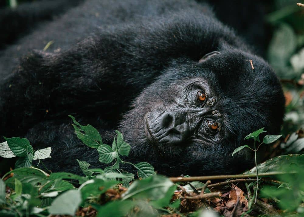 Top National Parks You Can Visit on a Flying Safari in Uganda