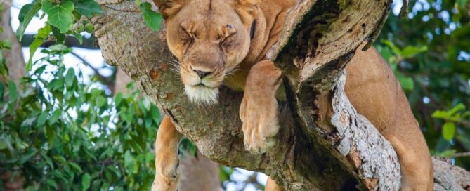 Luxury Lodges for Your Uganda Flying Safari