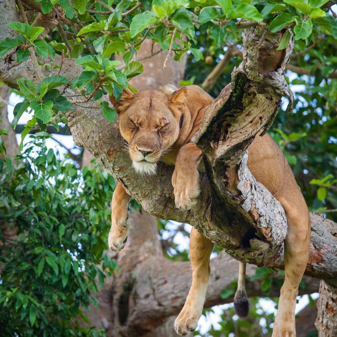 Luxury Lodges for Your Uganda Flying Safari