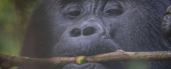Cost of a Flying Safari in Uganda: Is It Worth It?
