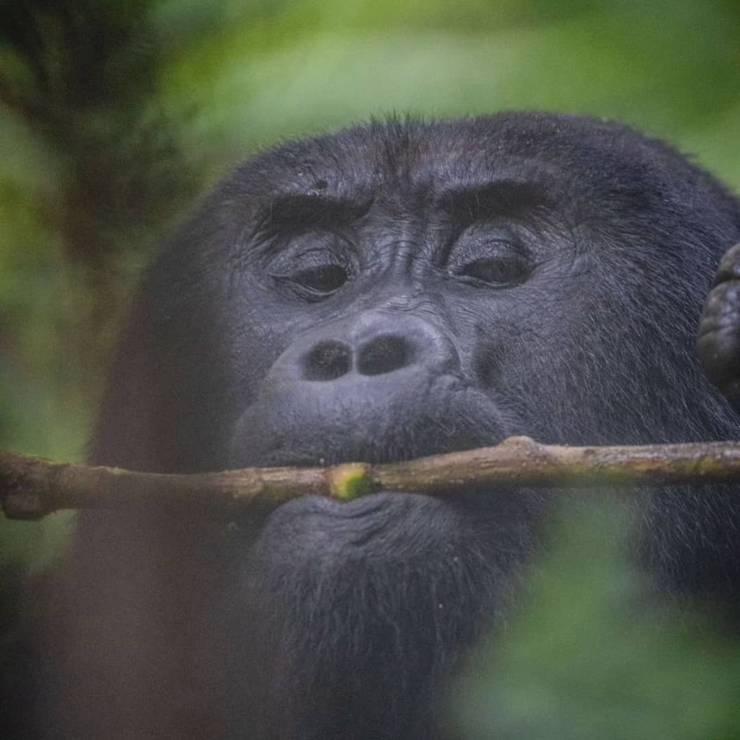 Cost of a Flying Safari in Uganda: Is It Worth It?