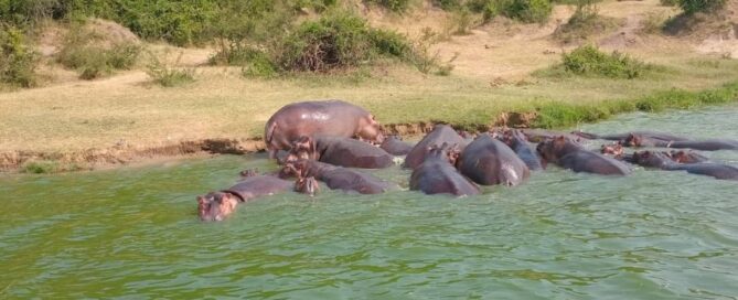 How to Plan a Fly-in Safari to Bwindi and Queen Elizabeth National Park