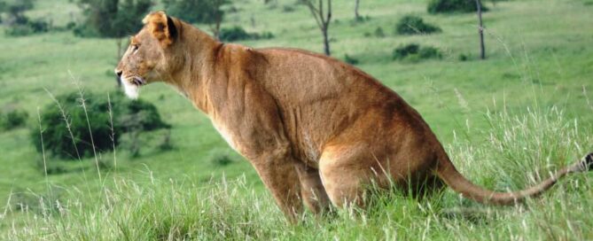 Best Time of Year to Book a Flying Safari in Uganda,