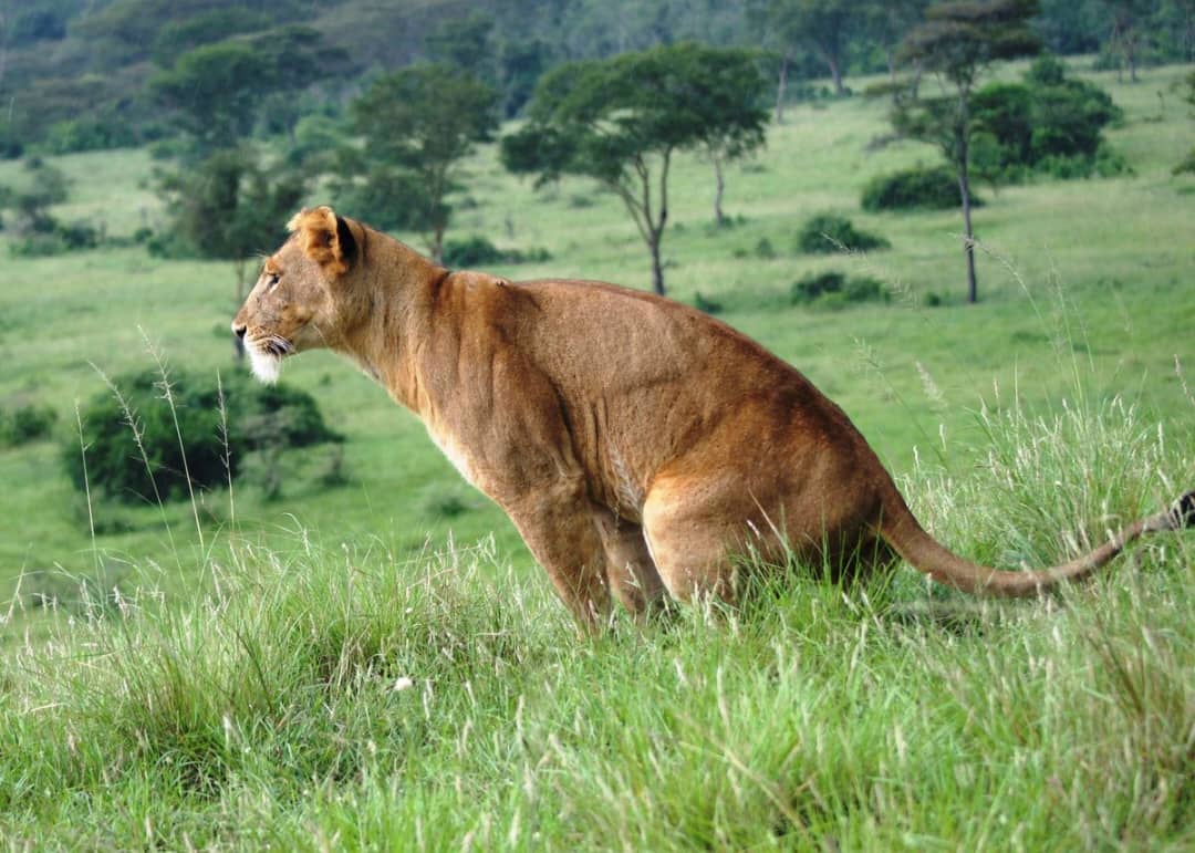 Best Time of Year to Book a Flying Safari in Uganda,