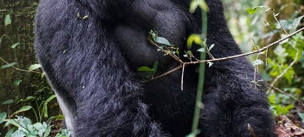Fly-in Gorilla Trekking from Entebbe