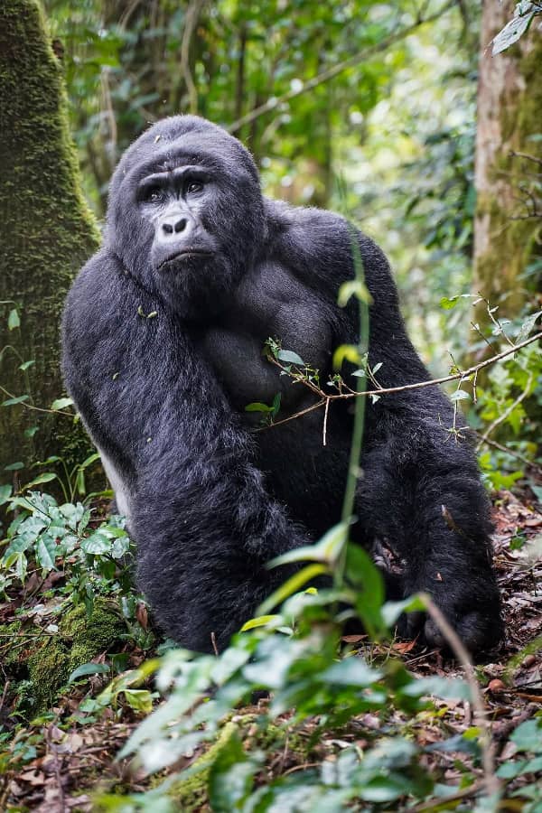 Fly-in Gorilla Trekking from Entebbe
