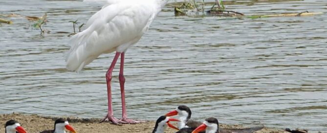 Uganda Flying Safari for Birdwatchers