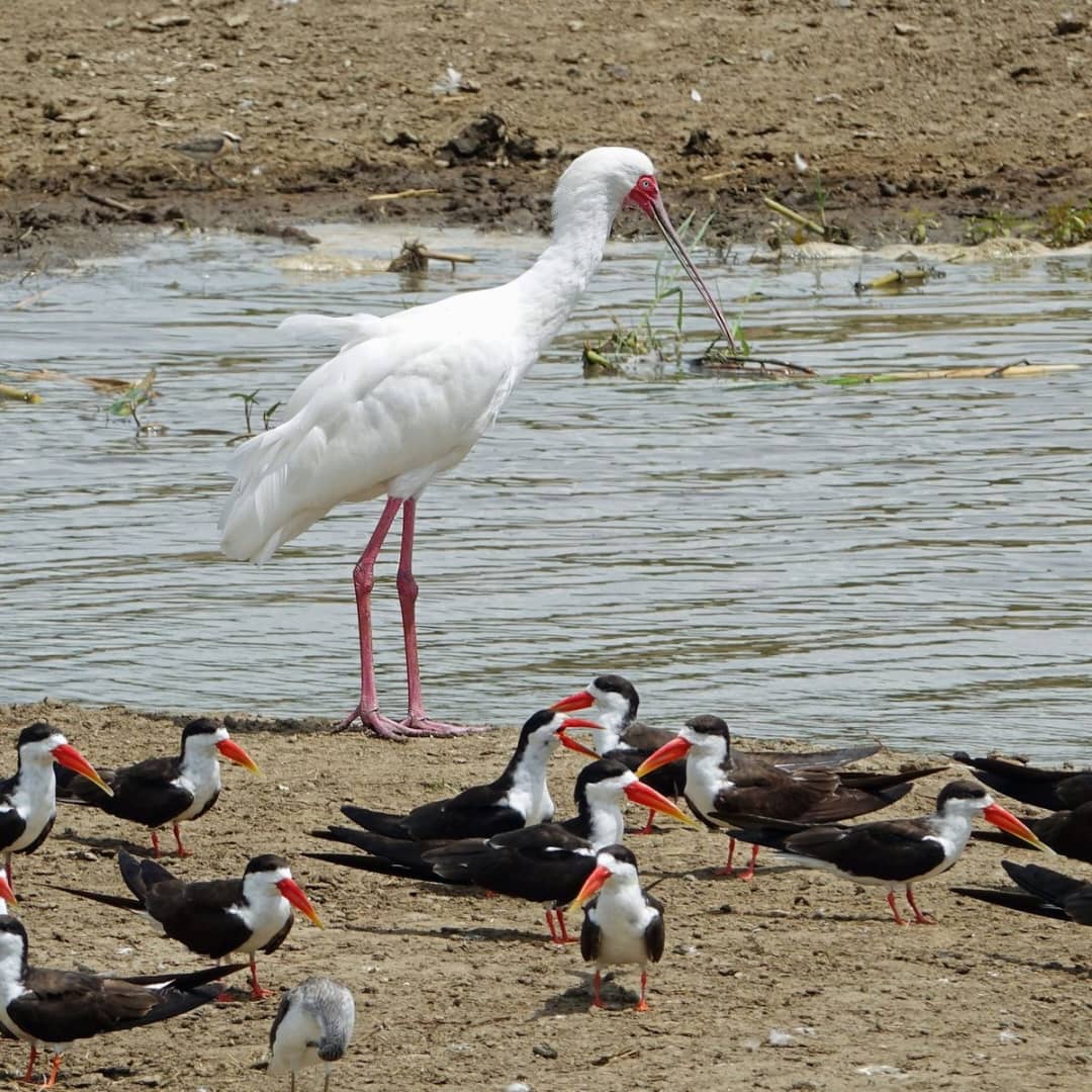 Uganda Flying Safari for Birdwatchers