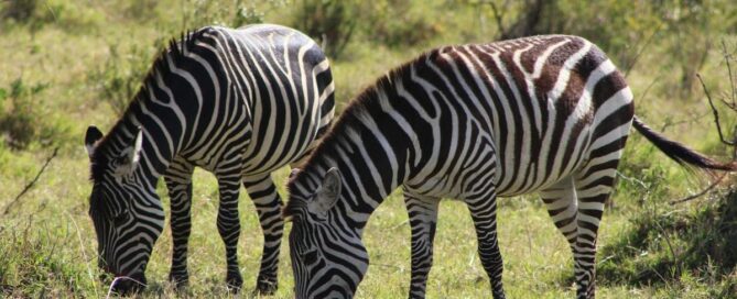 Romantic Fly-in Safaris in Uganda for couples