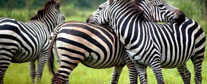 Family-Friendly Flying Safaris in Uganda