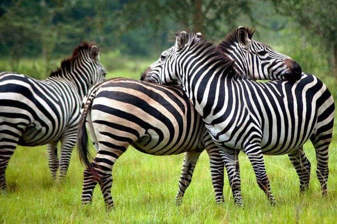 Family-Friendly Flying Safaris in Uganda