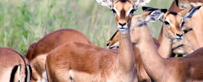 how to book a Uganda flying safari